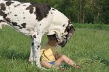 ENFANT ET CHIEN 554